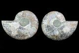 Cut & Polished Ammonite Fossil - Agatized #82317-1